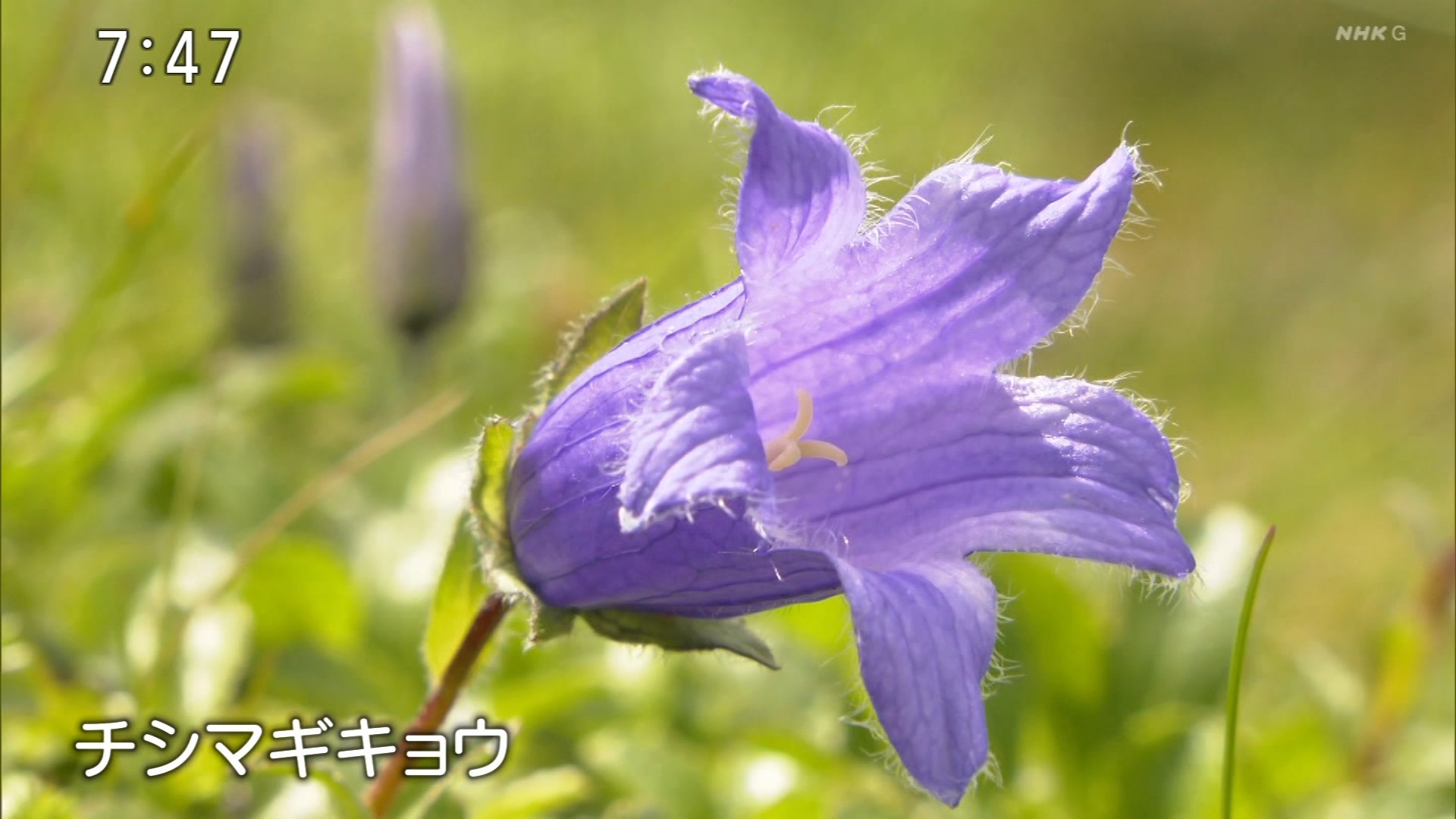 NHKɎX 229631 򏫌RFk𐭎qȗ͎̏Ғa YouTube>1{ ->摜>10 